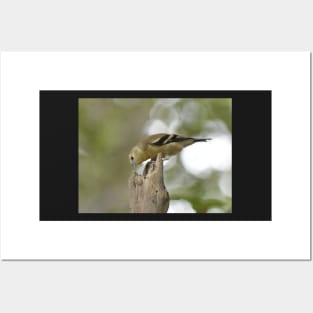 American Goldfinch Fledgling Posters and Art